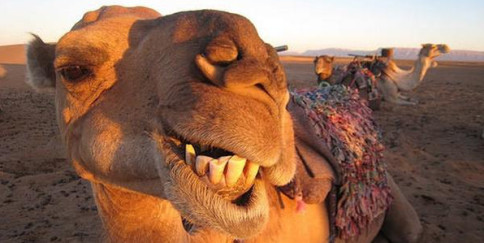Il cammello inchioda CA?