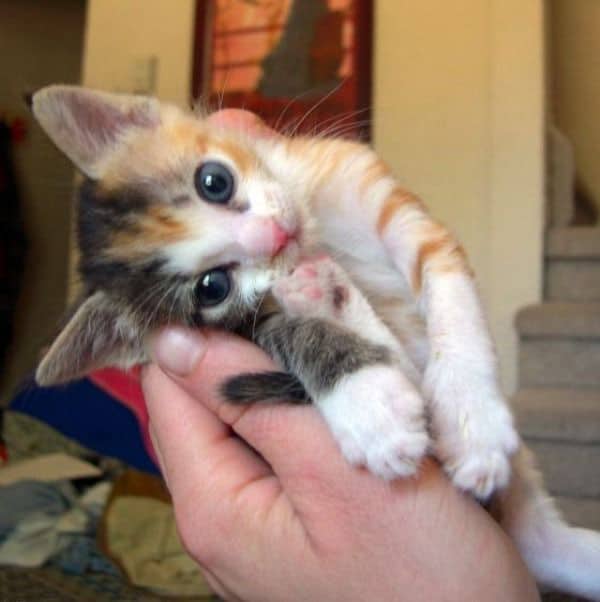 kitty